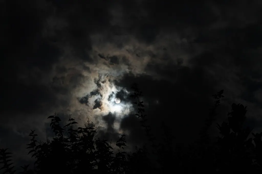 La lune voilée de nuages éclaire faiblement la silhouette sombre des arbres, en pleine nuit